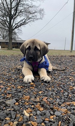 We just got a new puppy that The Lord willing will be a much needed service dog for our son.