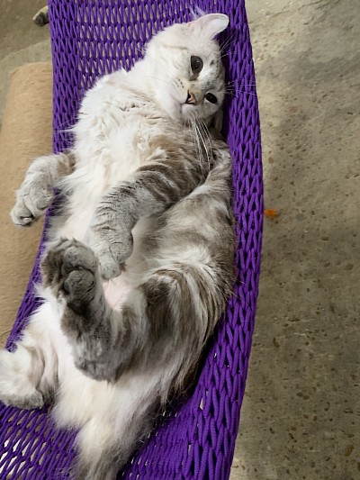 Ritzy chilling in a hammock